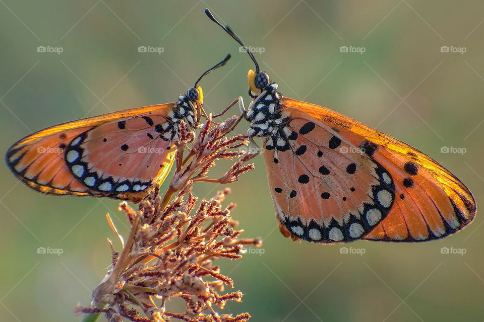 couples butterfly