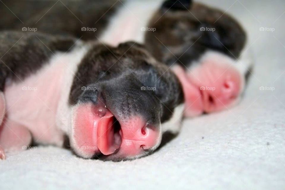 cute puppy sleep söt by paula