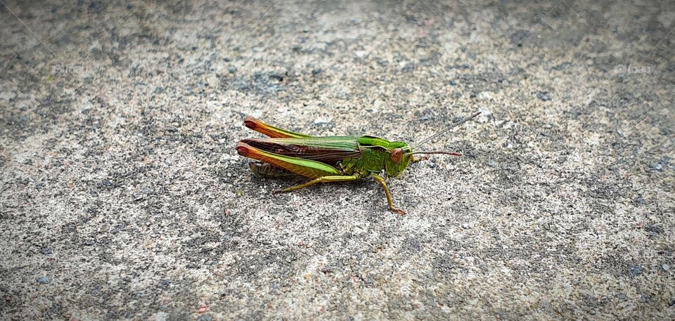 close up grasshopper...