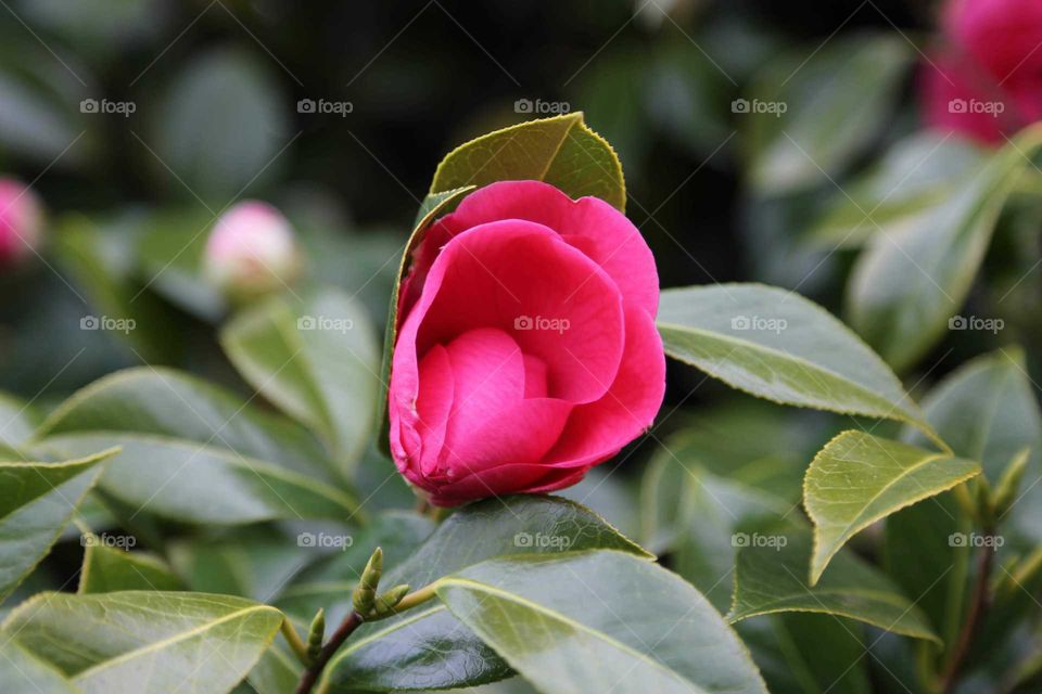 Camellia Flower Pink
