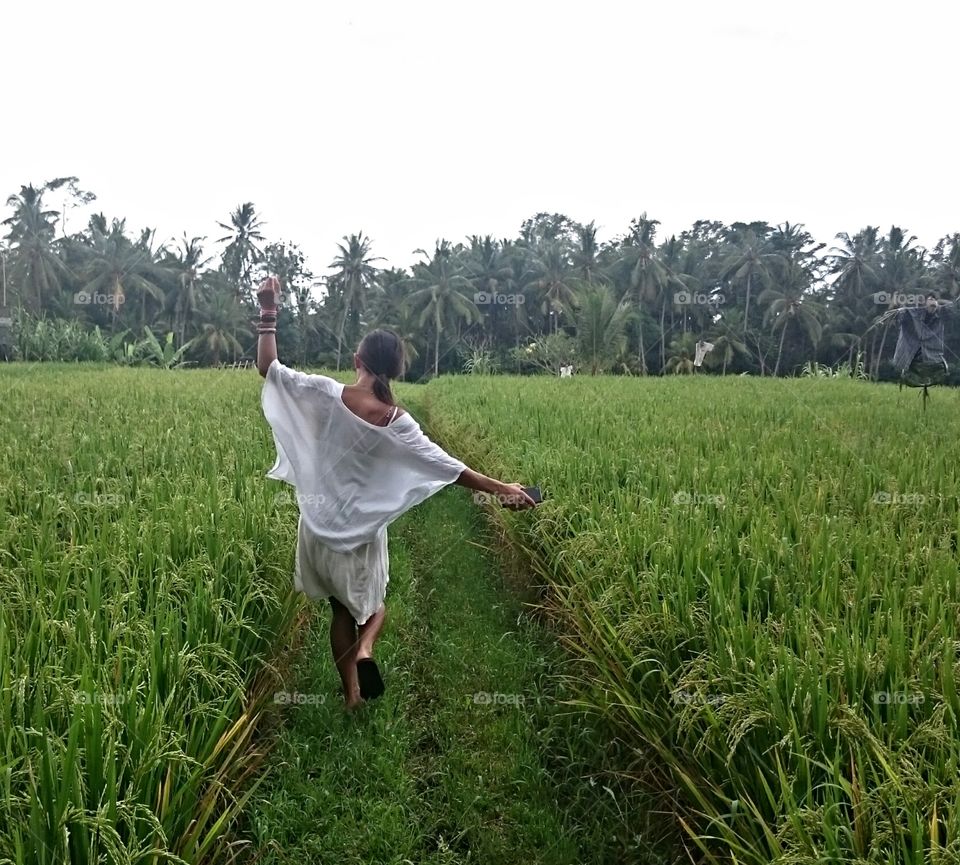 the rice fields . Ubud, Bali, Indonesia 