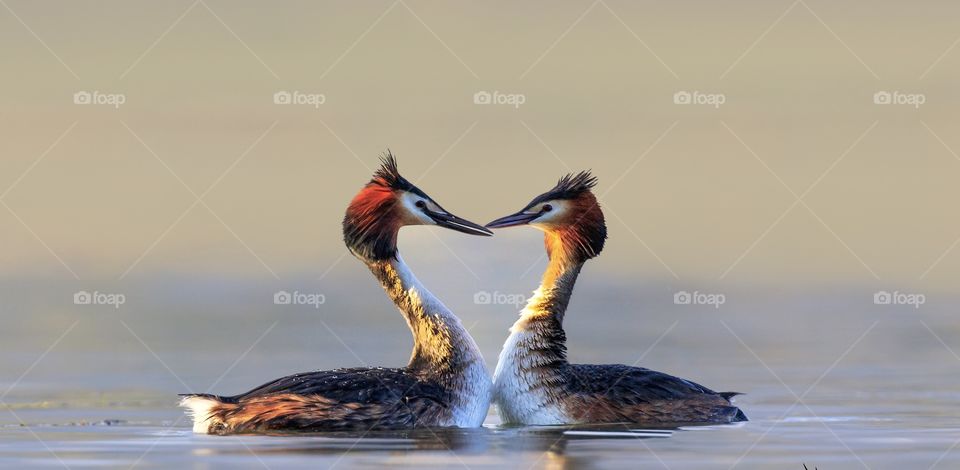 This is great grebe,i toke this photo in shahre kord in iran.