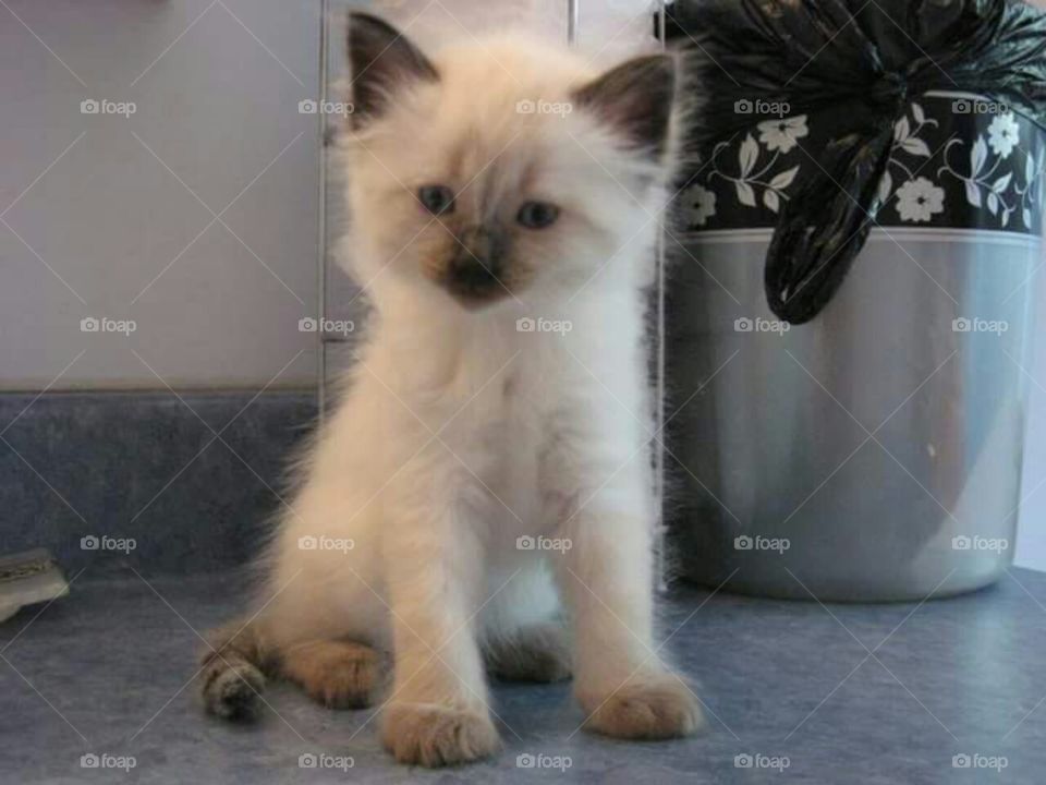 Fluffy ragdoll himalayan kitten.