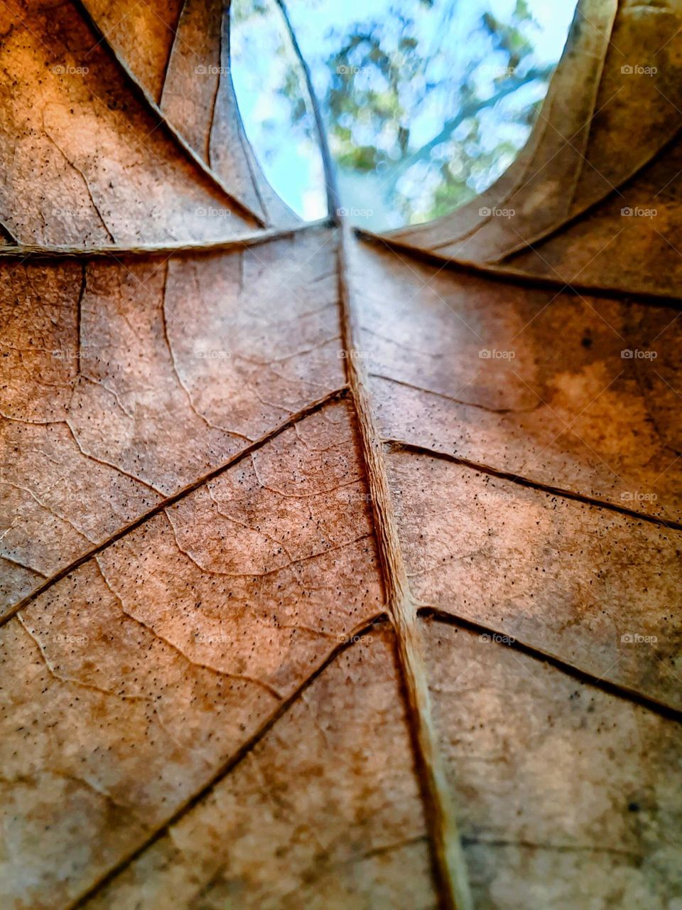 Macro of a dry leaf falling from a tree in autumn.