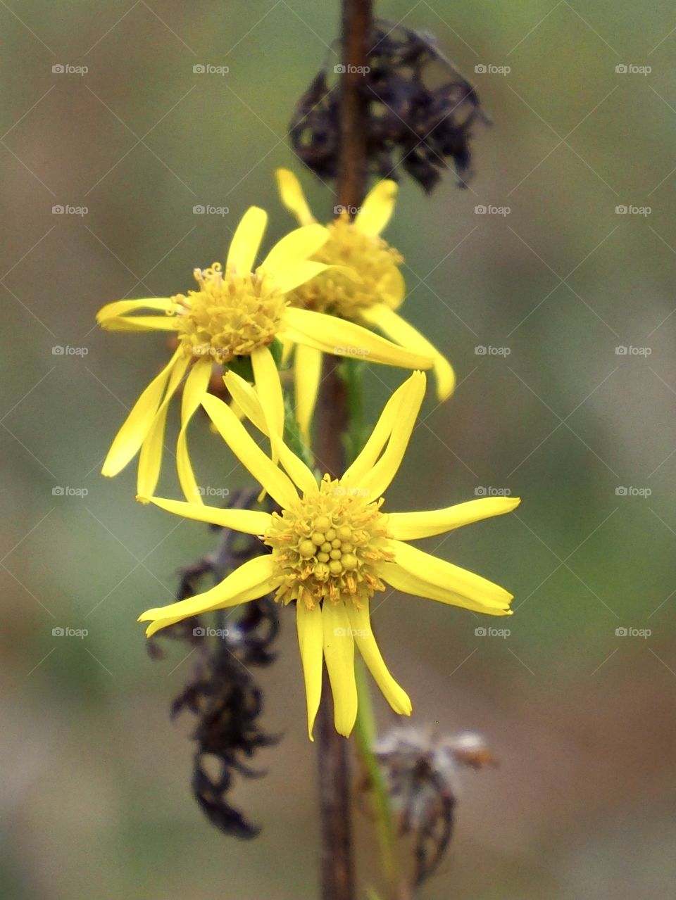 Late autumn flowering