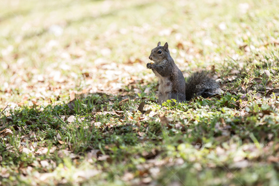 Squirrel, Rodent, Mammal, Nature, Wildlife