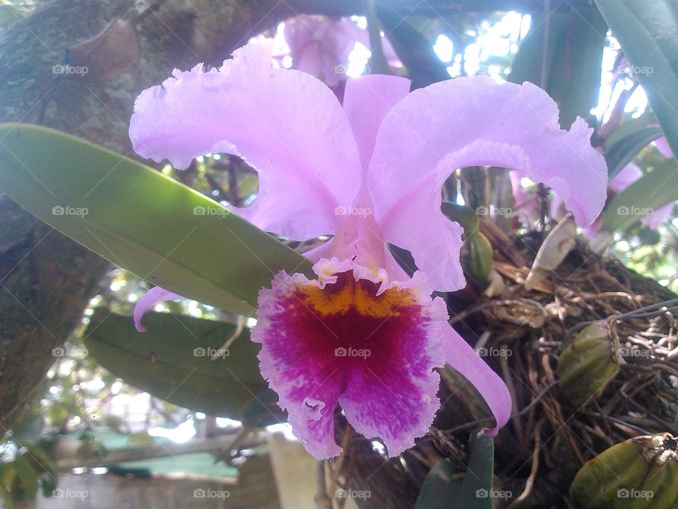 Orquídea, flor nacional de Venezuela. Naturaleza implacable, flores de vida con aires de ser única.