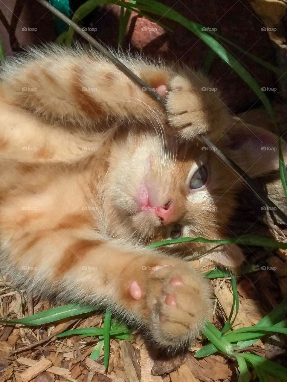 Ginger Kitten lazing around in the sun photo photograph taken in Tooraweenah NSW Australia