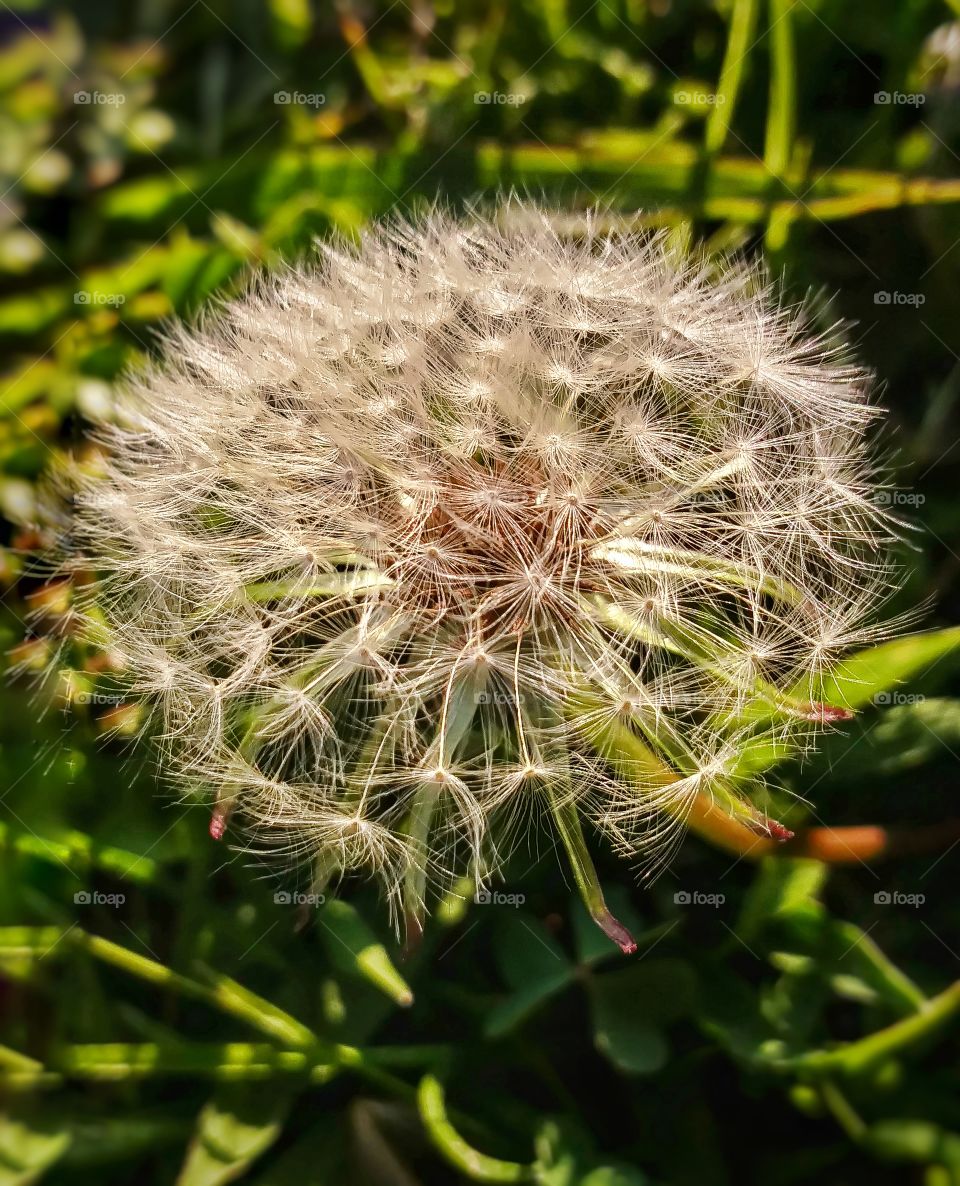 dandelion