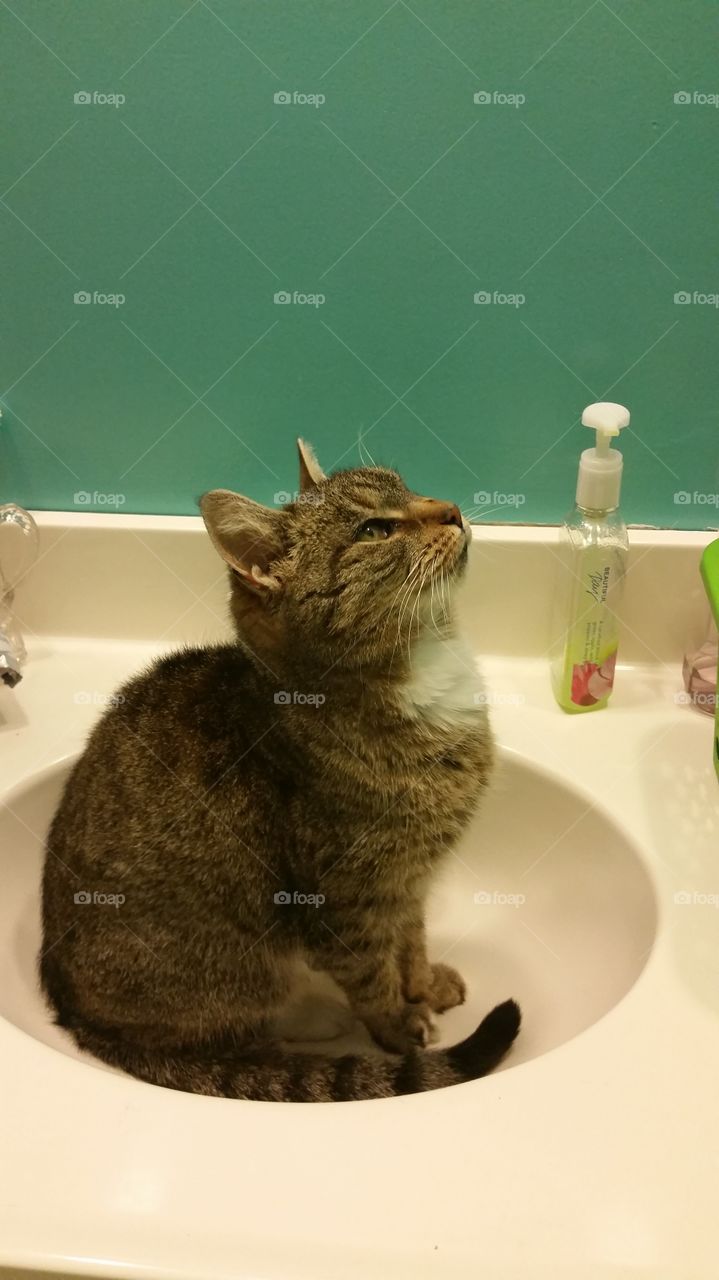 sink queen