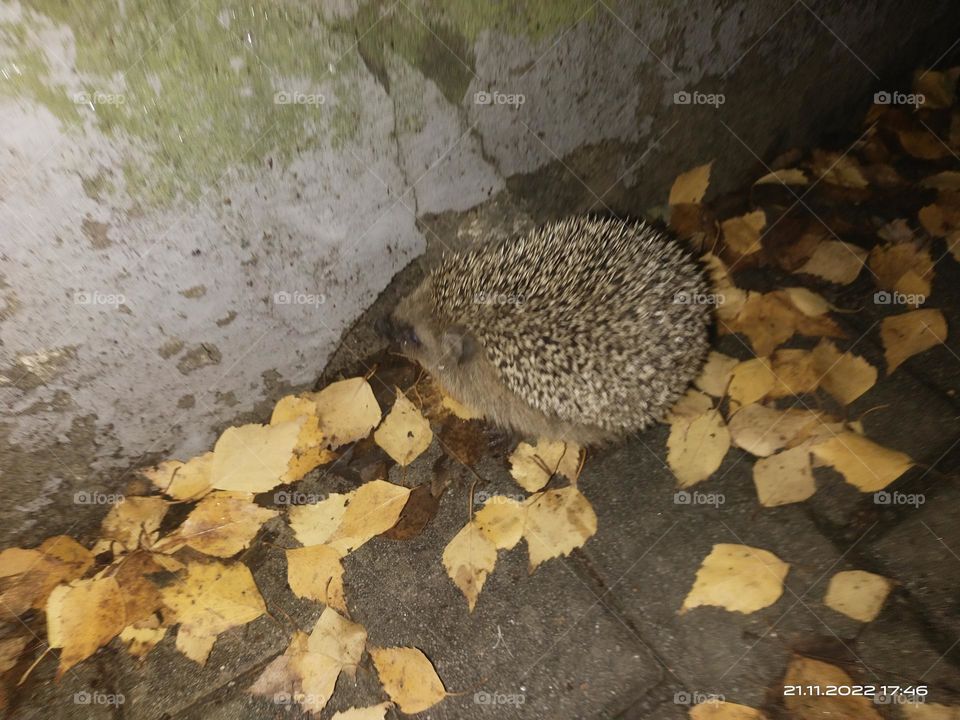 Hedgehog