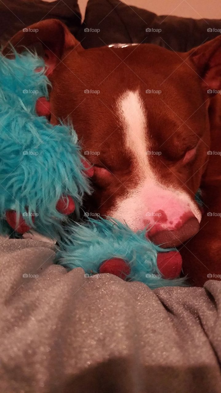 Naptime with Sully