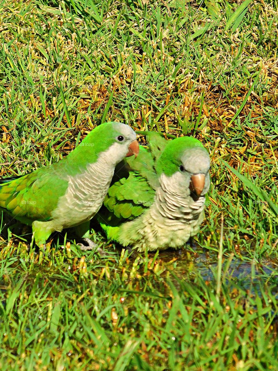 parrot green