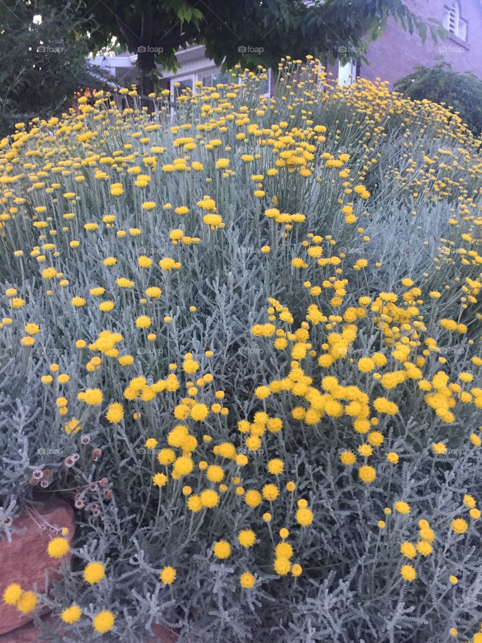 Yellow wild flowers 