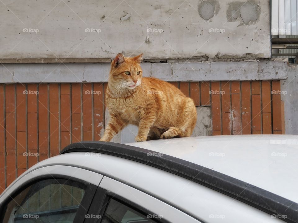 Italian cat Sorrento