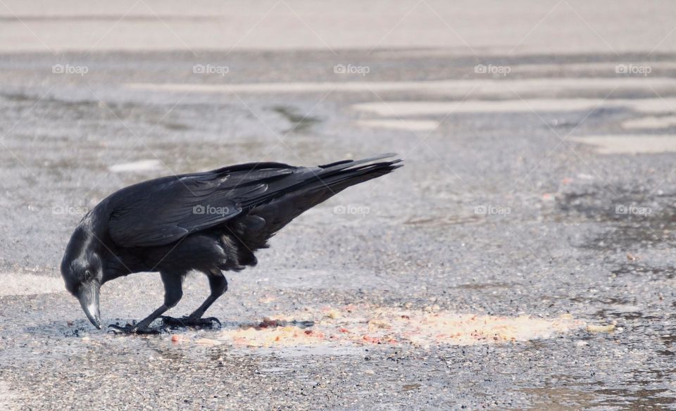 A raven picks food out of vomit in a parking lot