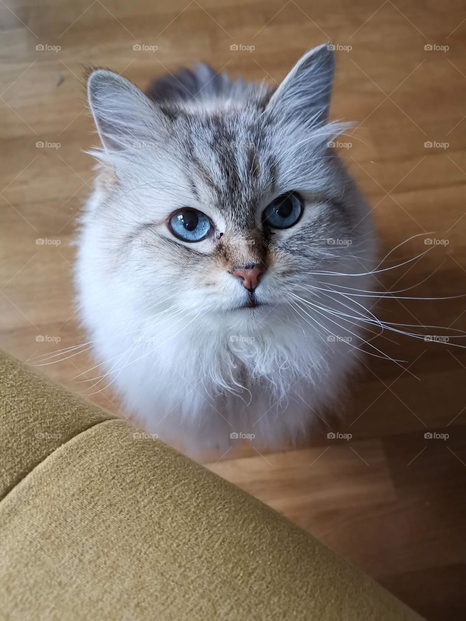 Authentic cat portrait. Beautiful cat with amazing blue eyes. Without any filters and digital retouching.