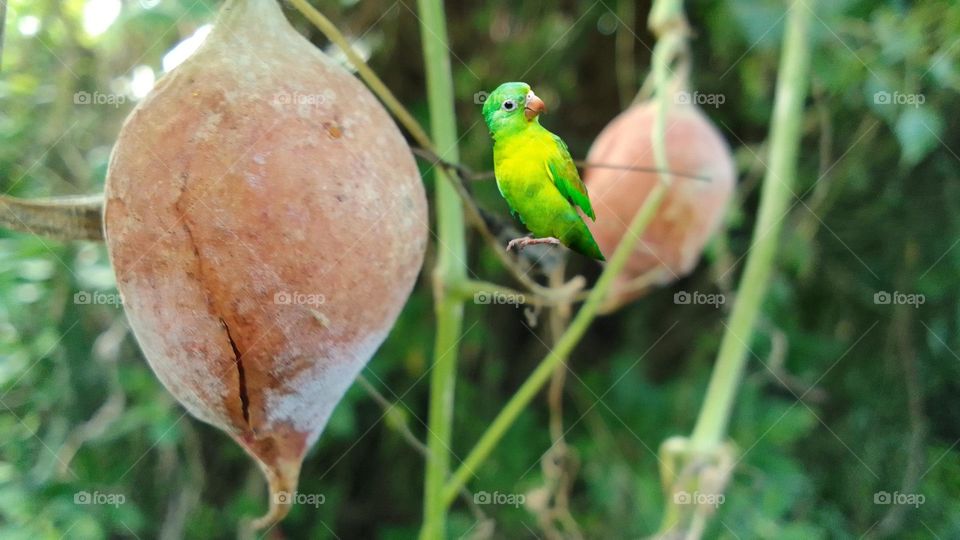 turkey in the UW arboretum
