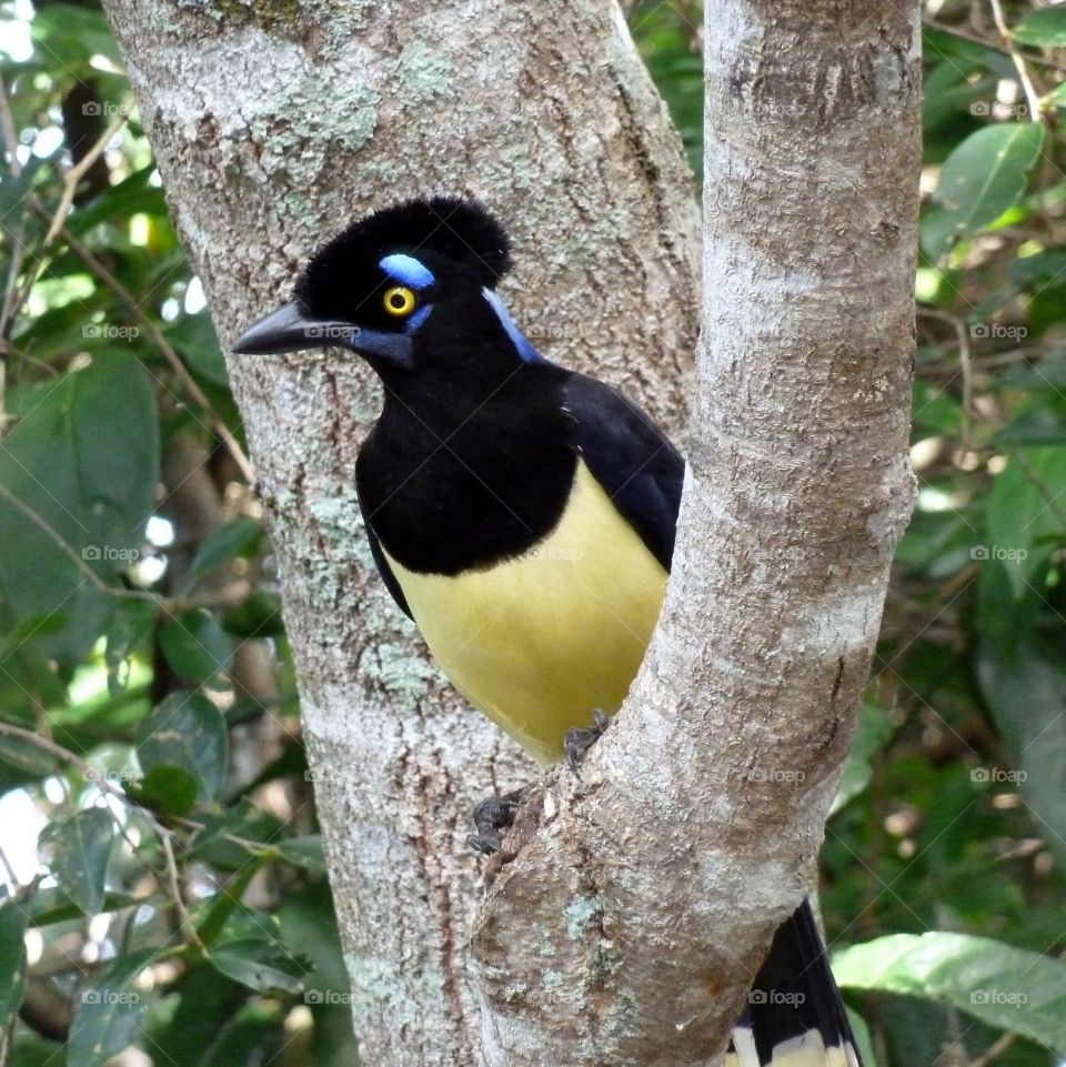 Yellow bird. Iguaçu national park