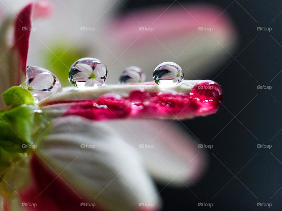 Water droplets reflections of flowers look like clear pearls.