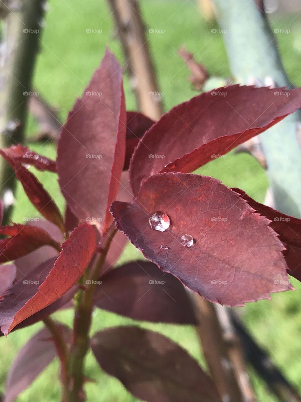Water drops on red leaves 