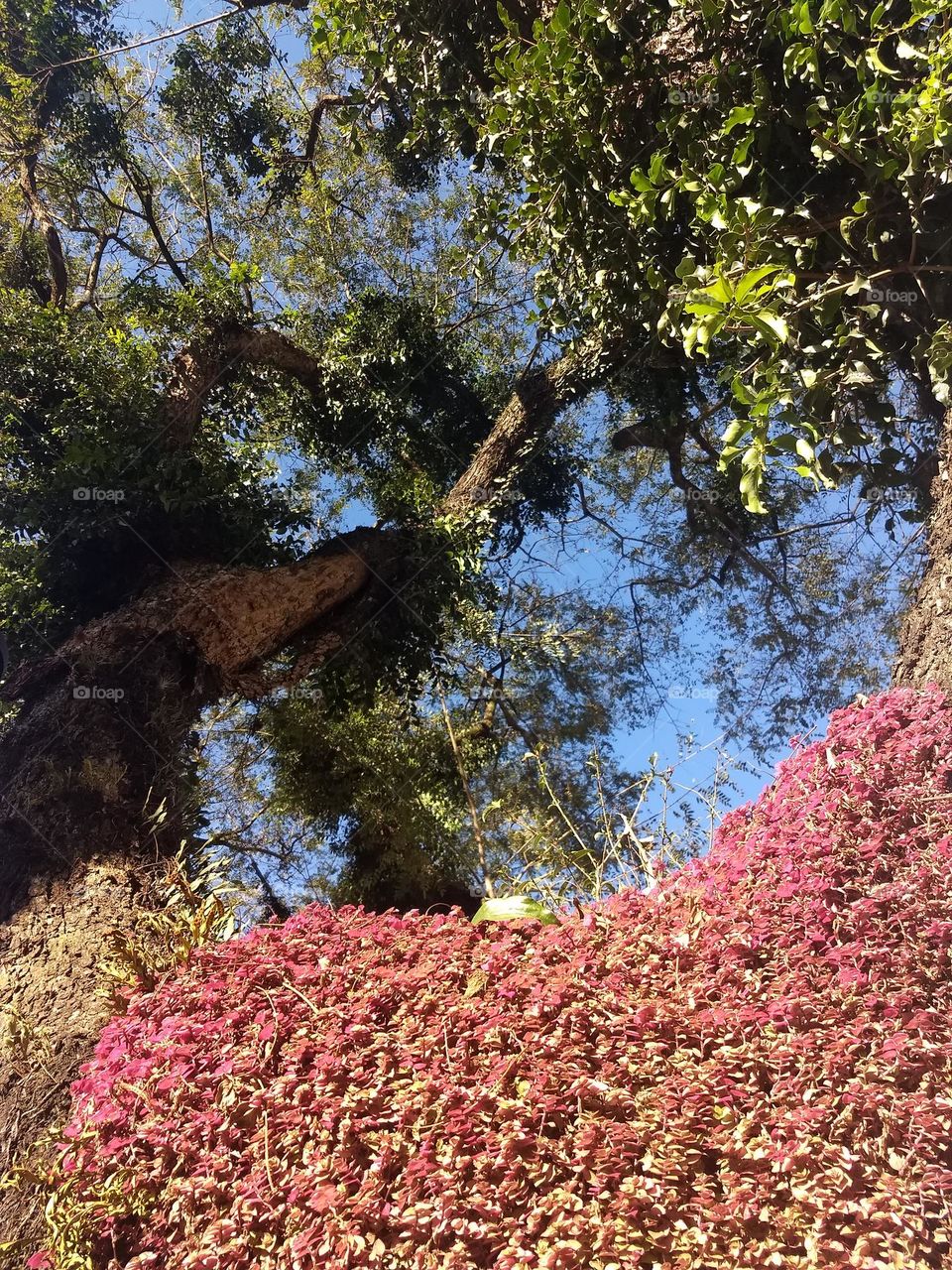 Tree and nature Details