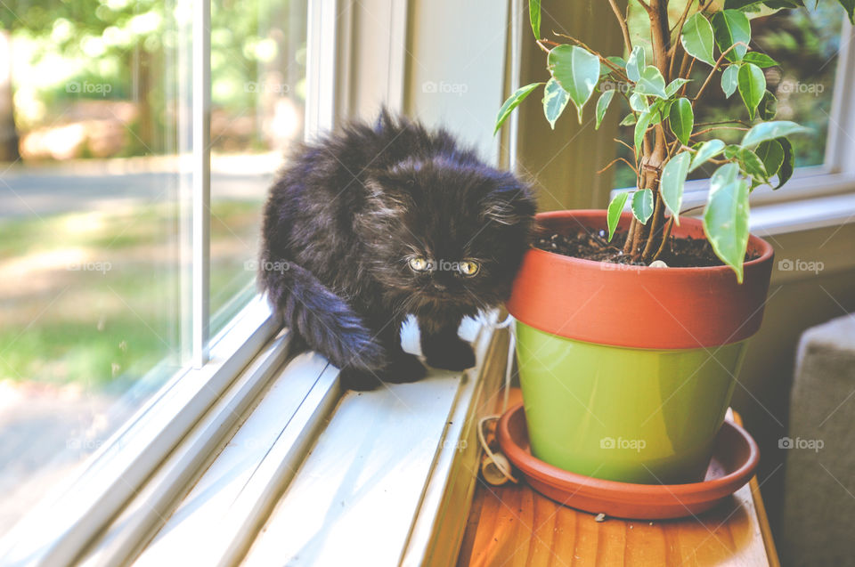 Black Persian Kitten on the Window Sill Playing 