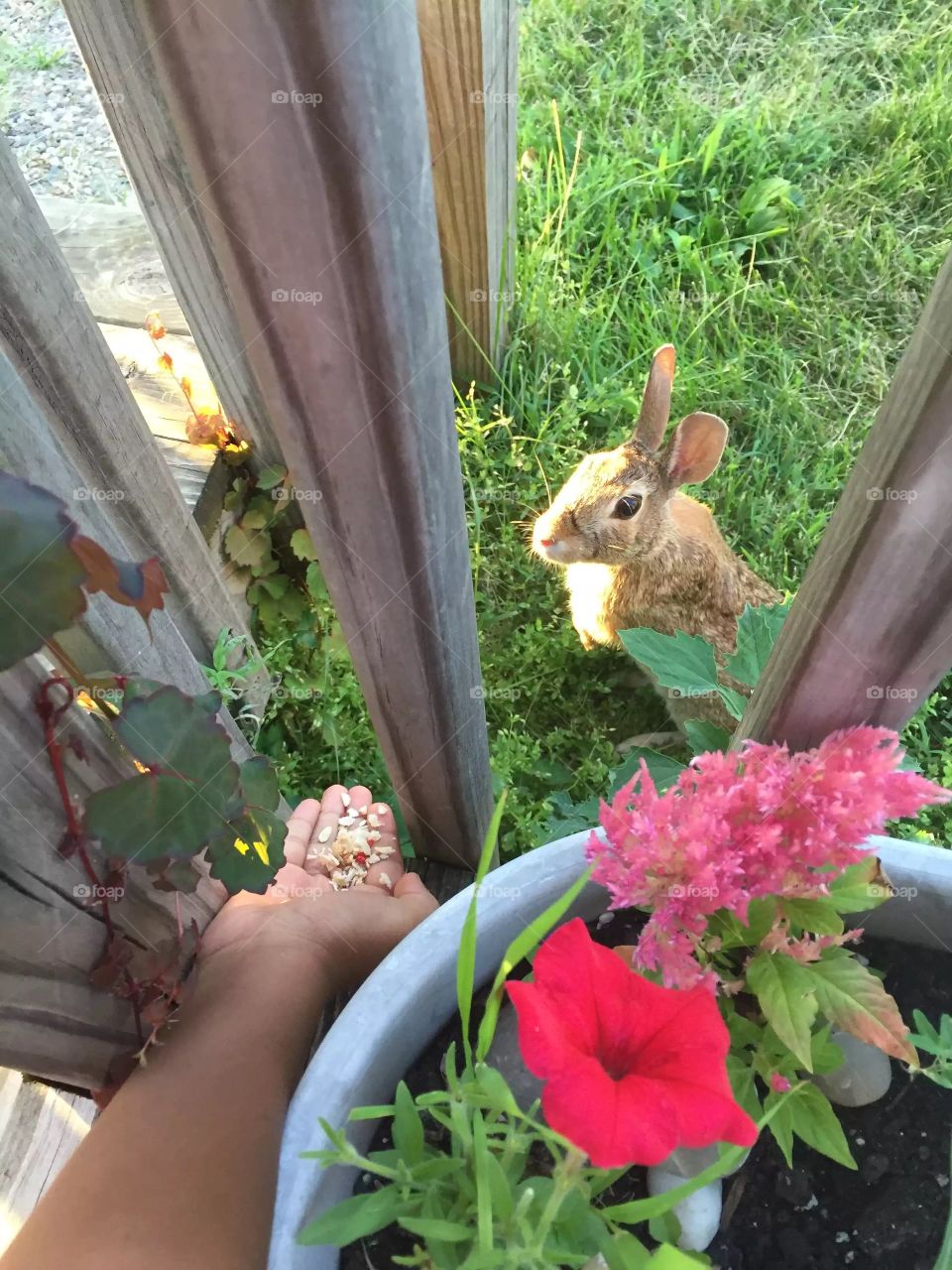 Bunny lunch. Feeding backyard bunny
