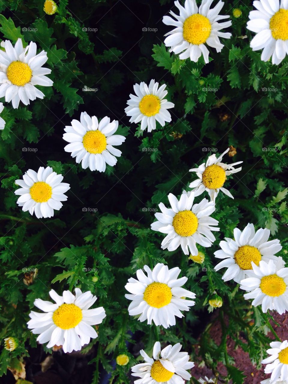 High angle view of a daisies