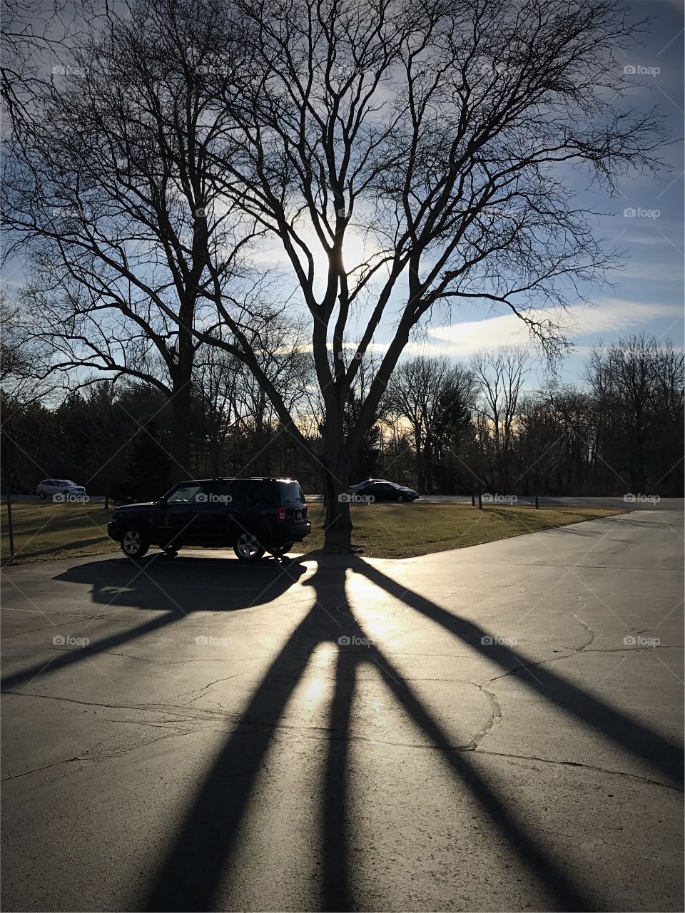 Tree Shadow
