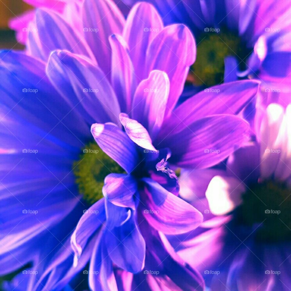 Flower, Nature, Garden, Color, Flora