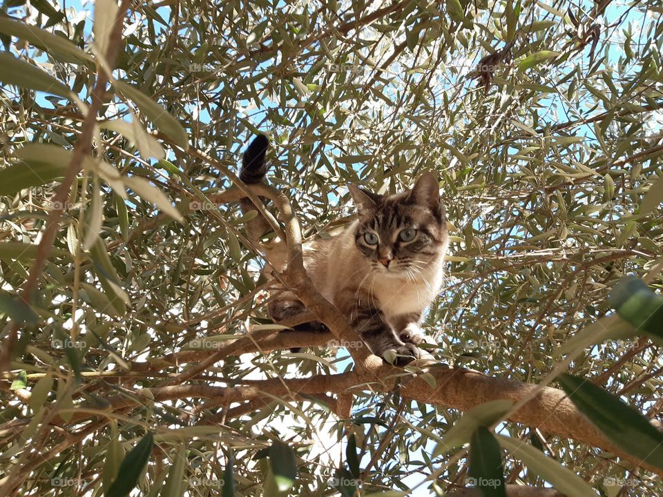 my cat on the olive tree
