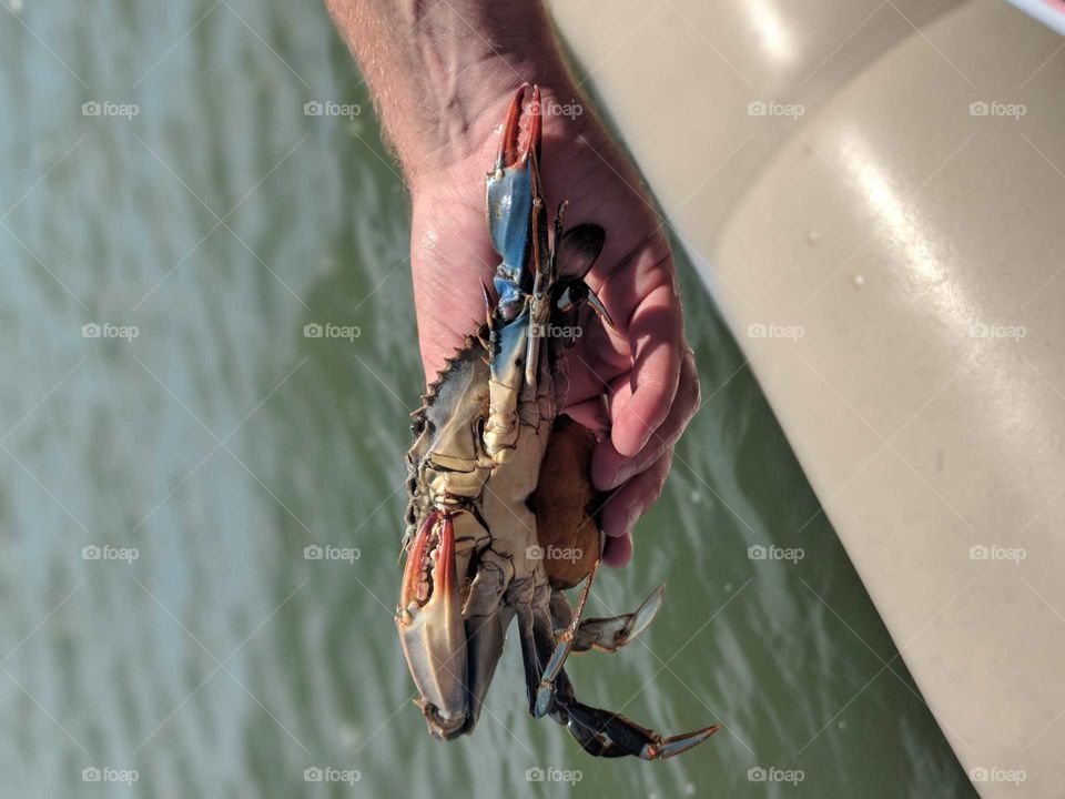 Pregnant Blue Crab