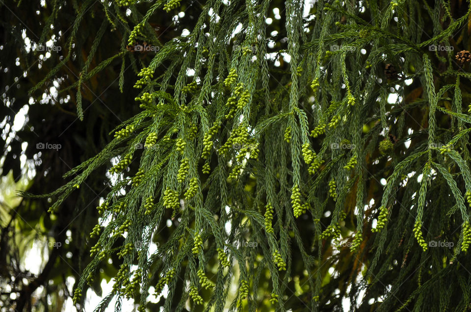 Nature, Tree, Leaf, Flora, Branch