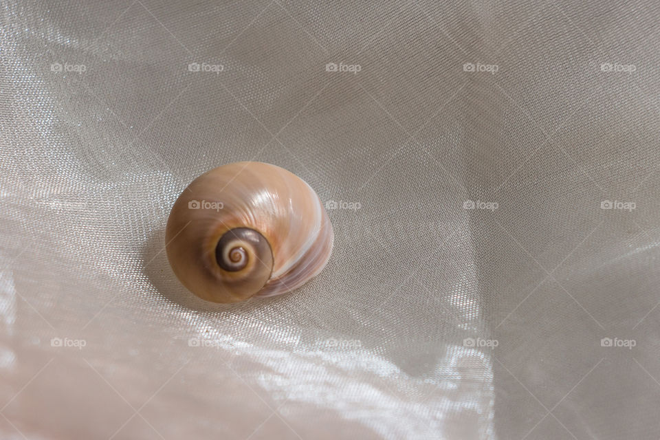 Lovely snail with wonderful circles of colors.