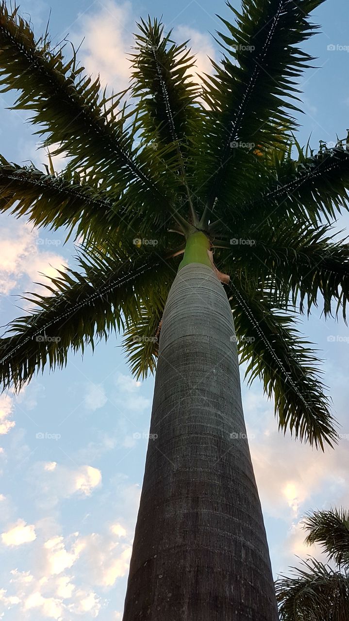 palm