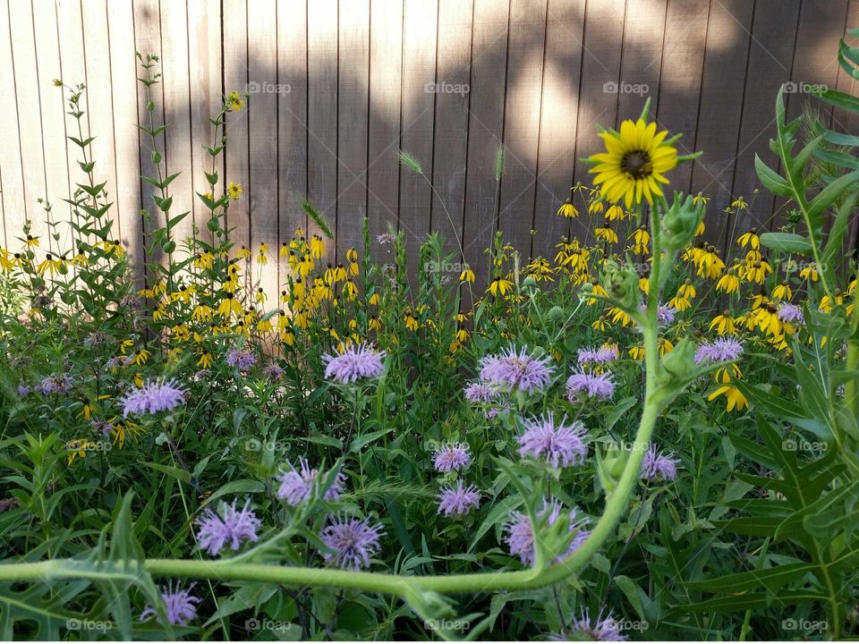 Happy sunflowers