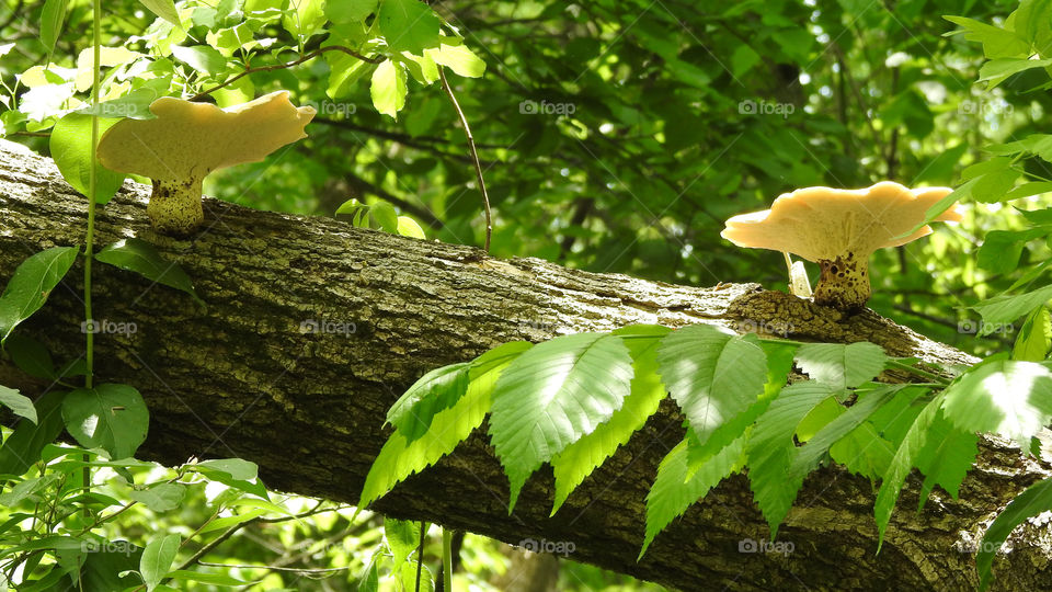 Fungi on Tree