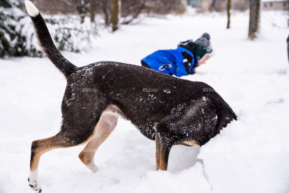 dog in snow