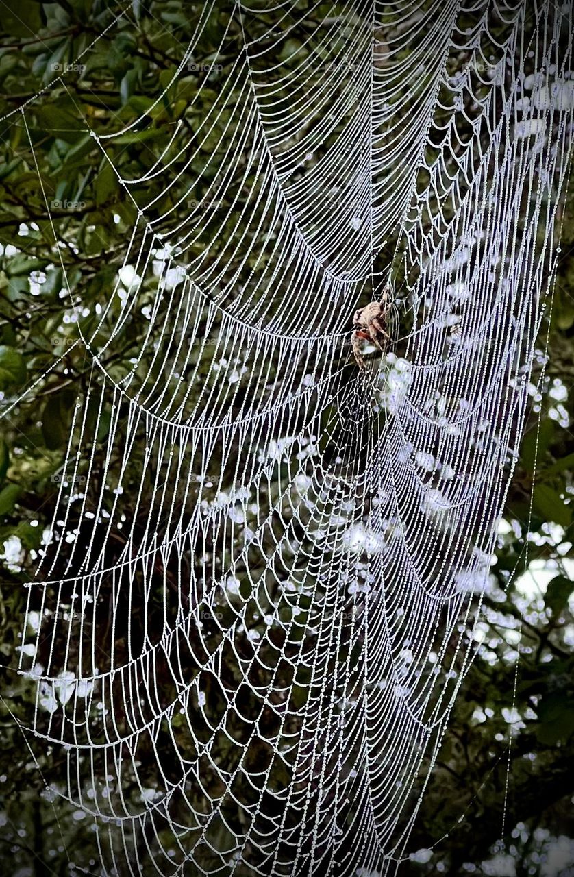 Natural Halloween decoration off my porch! Huge spiders web (and spider) with dew