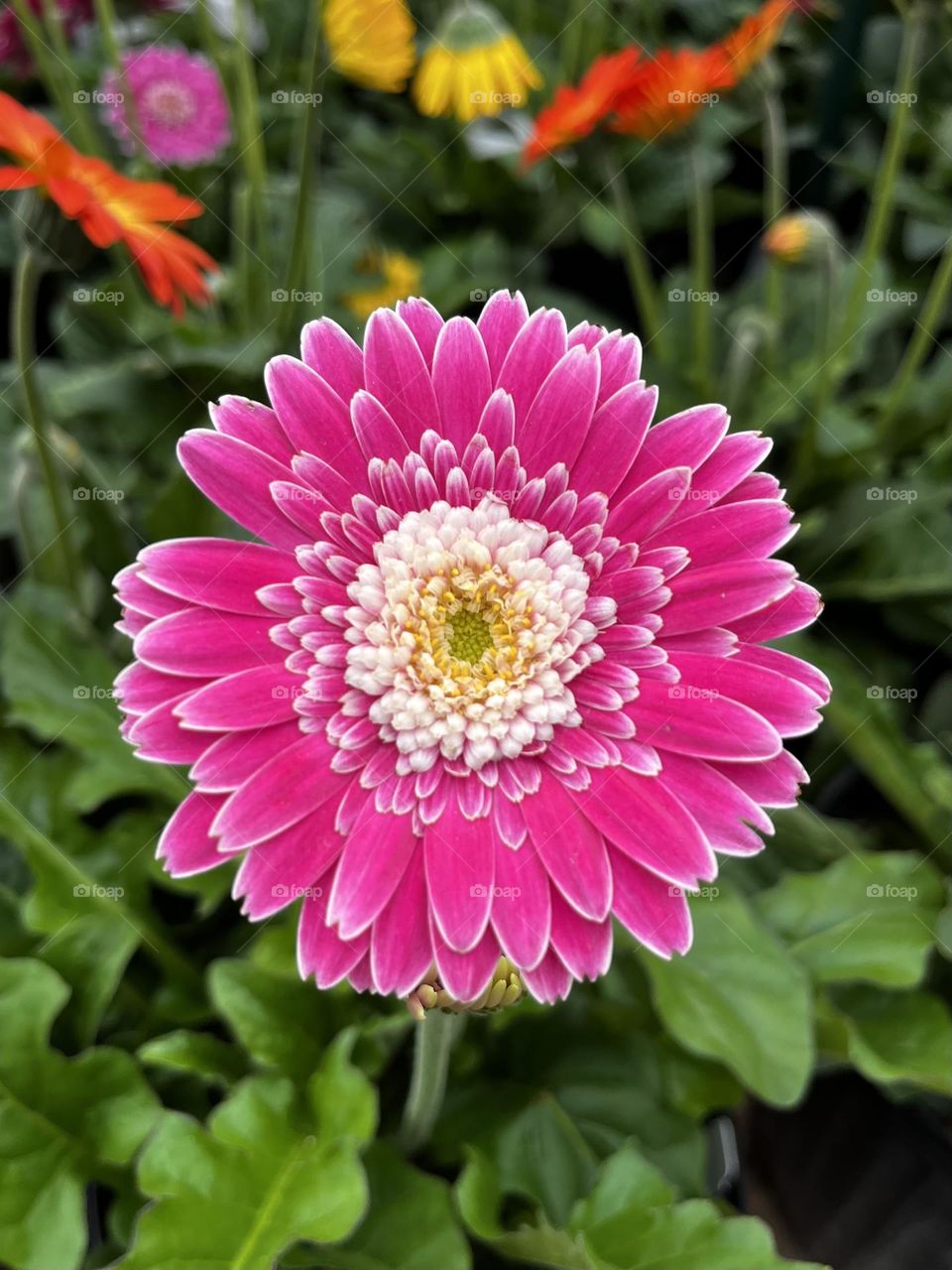 Pink Gerber Daisy in Bloom