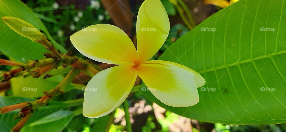 Frangipani