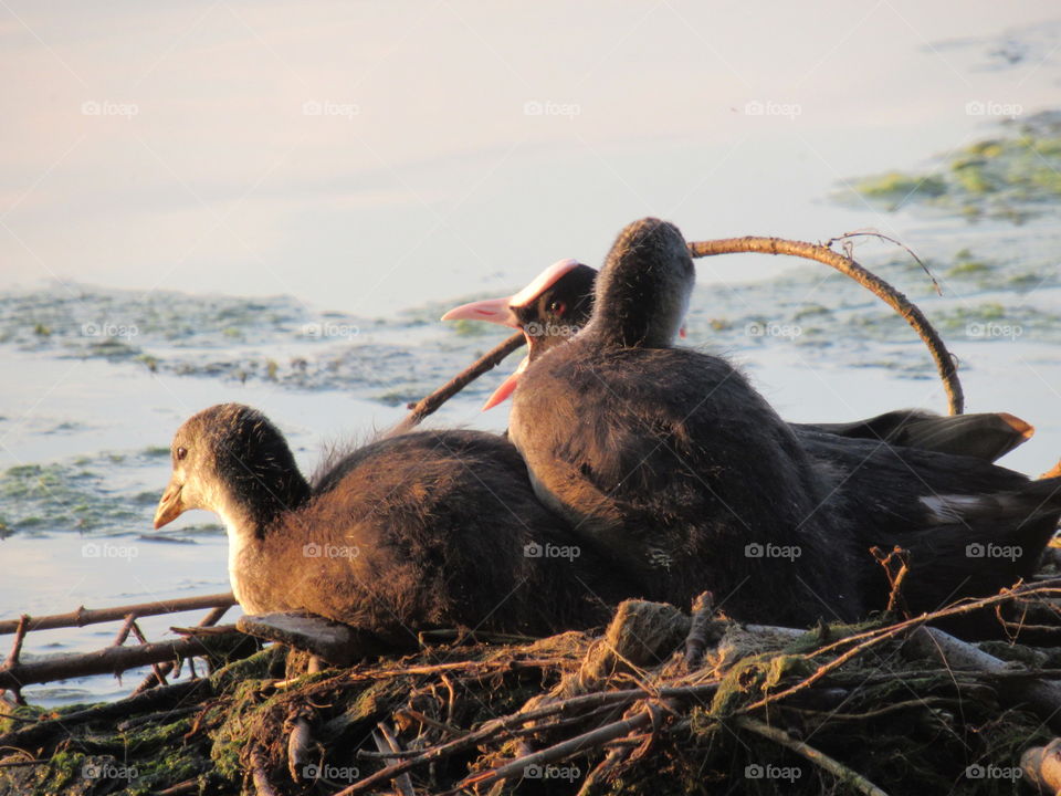 waterfowl nest - common coot with chicks