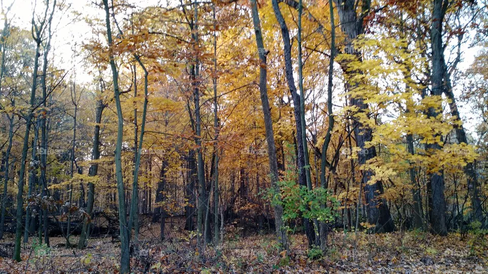 Fall