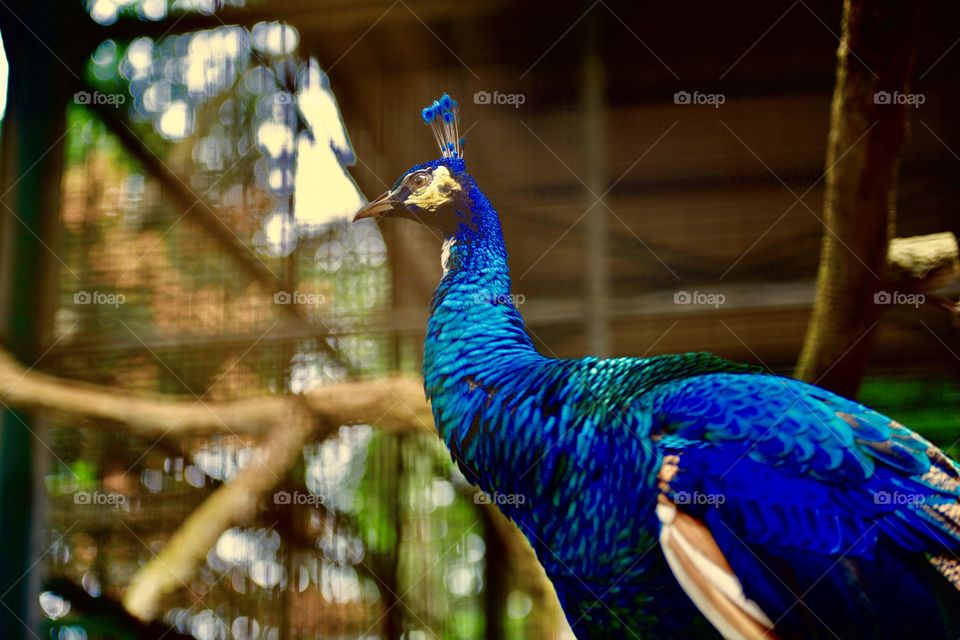 Beautiful Peacock 