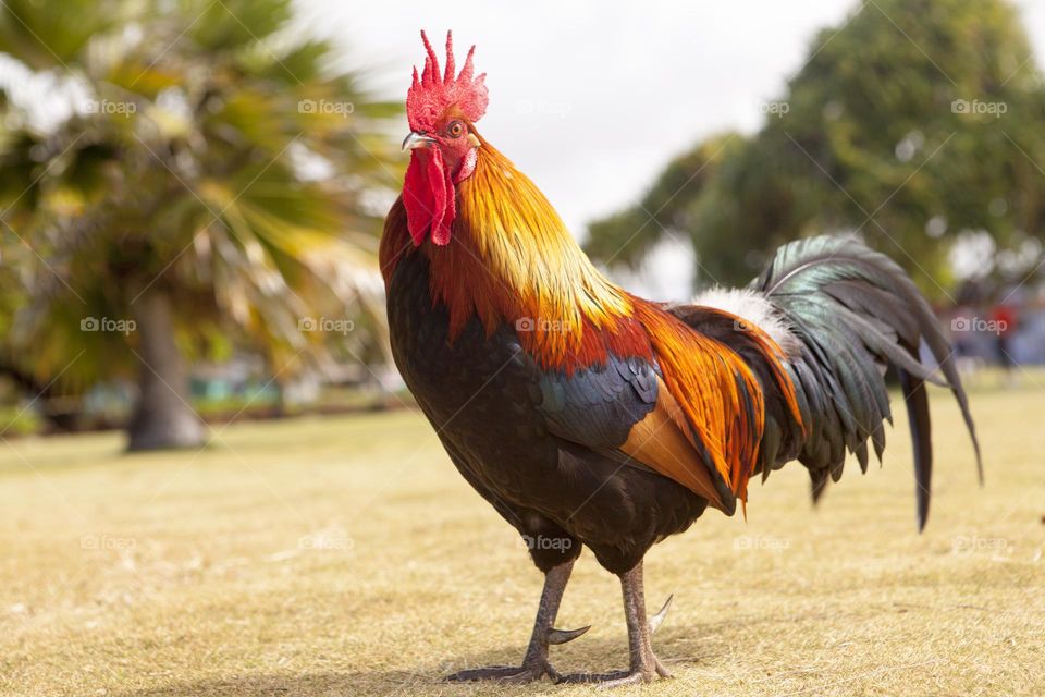 Beautiful and cute rooster