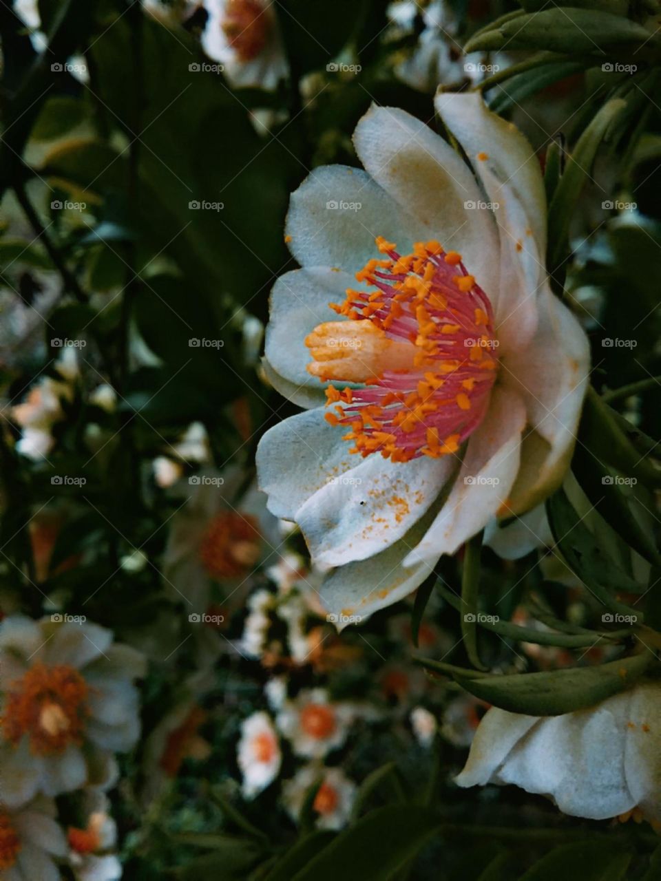 Sagrada flor de Orapronobis.