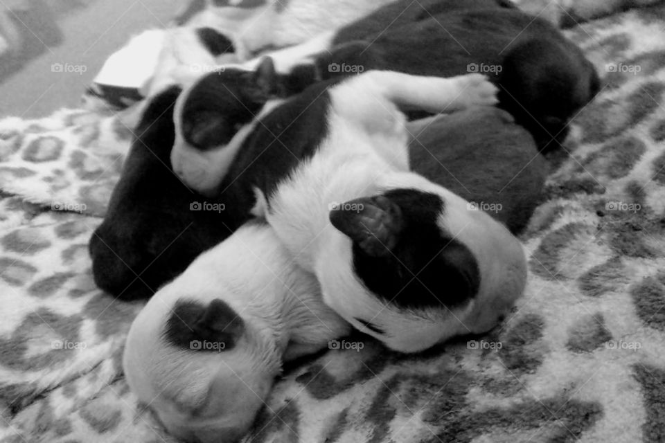Puppy Pile