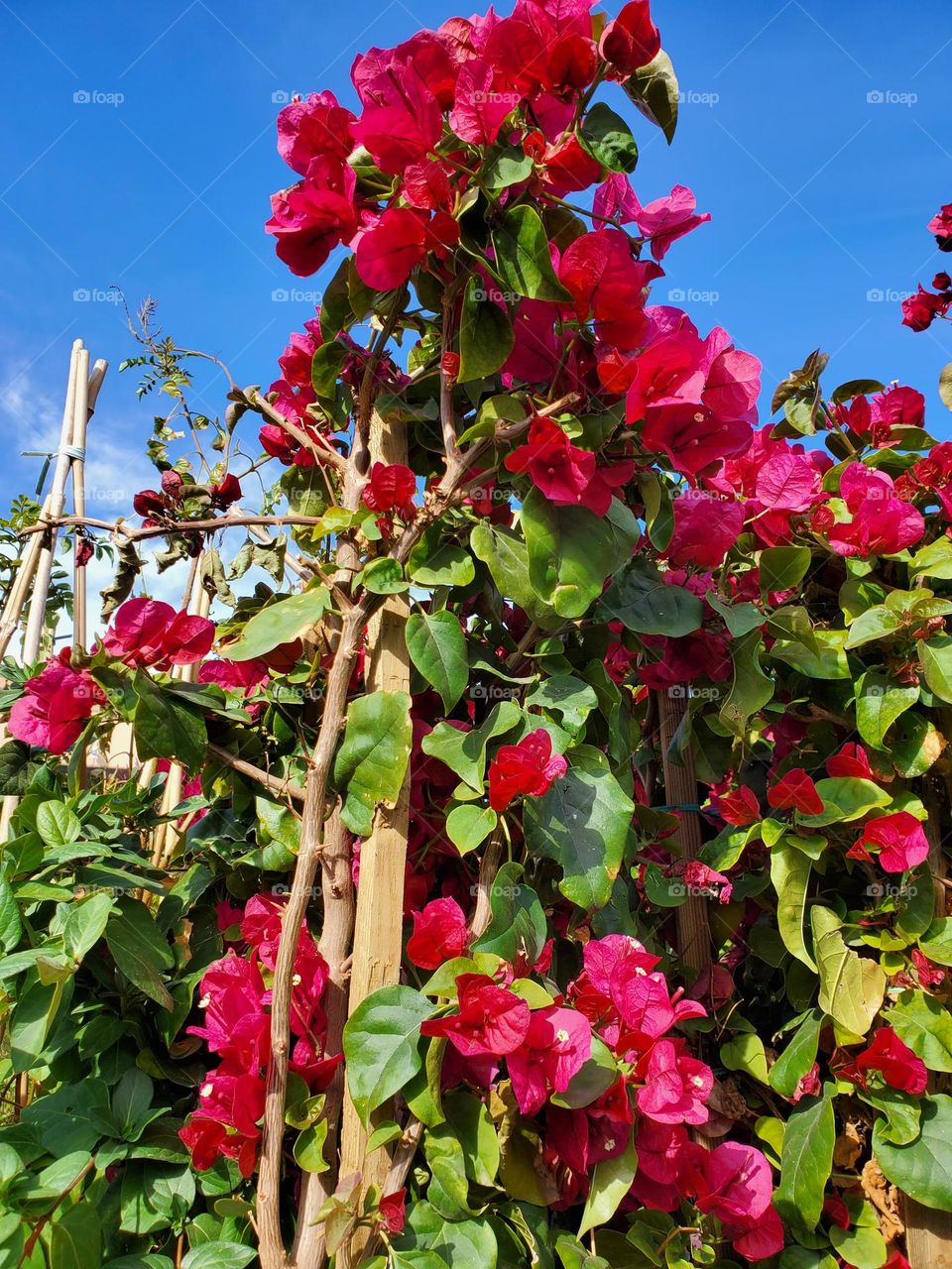 Red Bougainvillea in Bloom