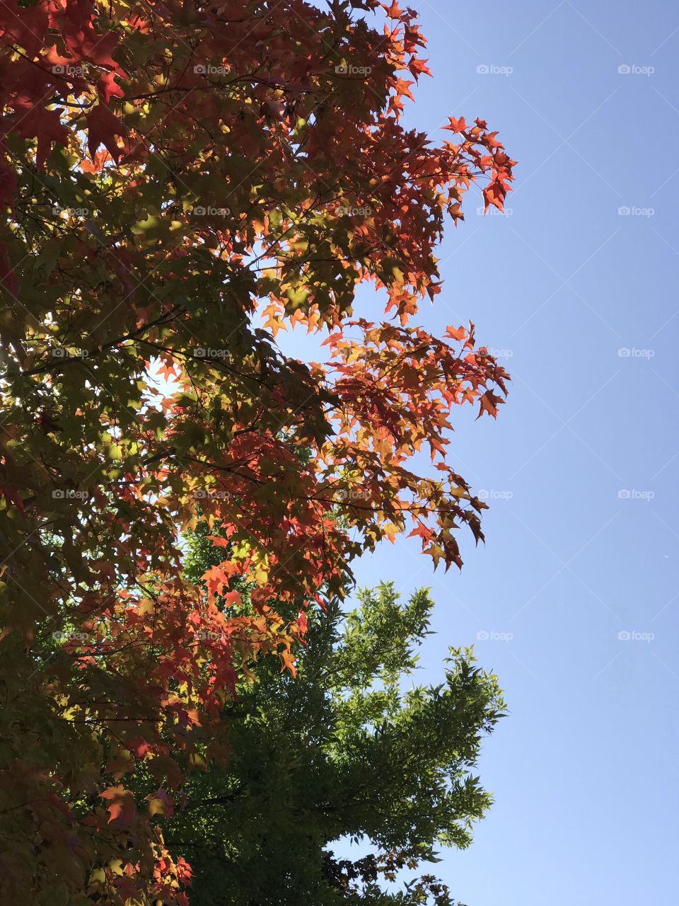 Beautiful contrast of the bright fall colors of large maple leaves on a sunny and clear fall day. 